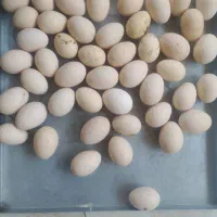 تخم مرغ گلین