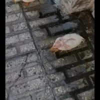 جوجه رنگی 3
