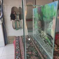 آکواریوم|ماهی|قزوین, |دیوار