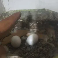کفتر|پرنده|مشهد, بلال|دیوار