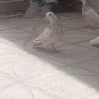 کبوتر هفرنگ و طوقی