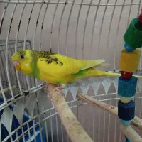 جوجه مرغ عشق