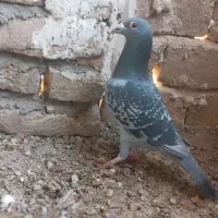 کبوتر المانی