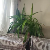 گل موزی