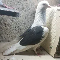 4عدد کبوتر پرشی