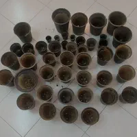 45 عدد گلدان تعویض با نهال و بوته گل رز