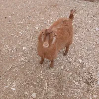 فروش بزغاله نر