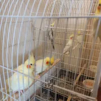 عروس هلندی جفت هم تک