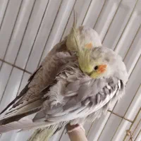 عروس هلندی