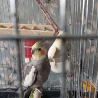 عروس هلندی با قفس
