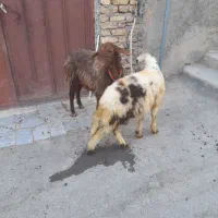 بره میش وبره