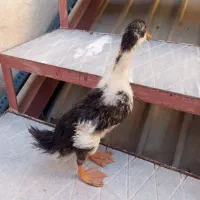 اردک نر و ماده سالم و بازی گوش