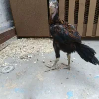 جوجه لاری