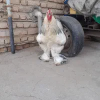 1جفت برهما