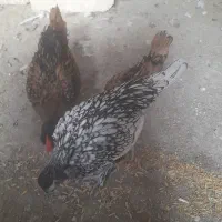 سلام|پرنده|آران و بیدگل, |دیوار