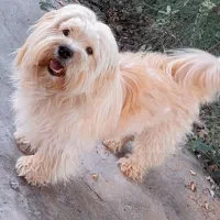 حیوان خانگی(سگ)