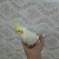سلام عروس هلندی ماده