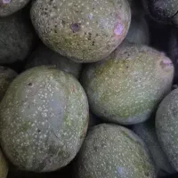 گردوی سبز