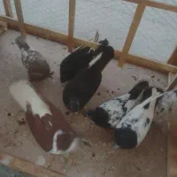 سلام کفتر پرشی نر شهرستان 7