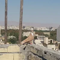 کفتر، کرباتی نر