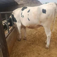 گاوابستن زادوم عروسک