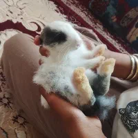 خرگوش خونگی