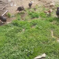 بوقلمون نر مناسب کشتار