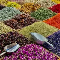 گیاهان دارویی درمان زگیل تناسلی و غیره