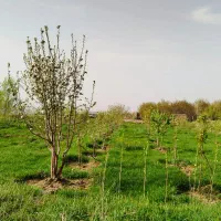 باغ|فروش زمین و ملک کلنگی|بهار, |دیوار