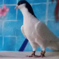 کفتر