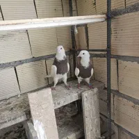 کفتر|پرنده|اراک, |دیوار