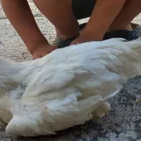 خروس سرحال