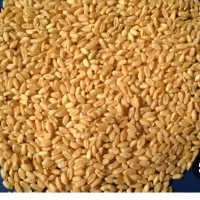 گندم میهن