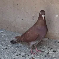 کبوترر گرفتنی