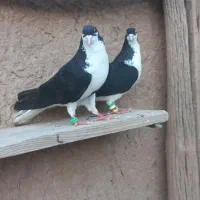 کبوتر خوشرنگ سیاه و مغلف