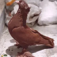 کبوتر سرخ راعبی