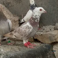 3ت آلمانی کاکولی 5تا پولکی خیلی قلدور