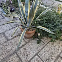 آکاوباگلدان