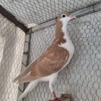 جوجه صد هفترنگ