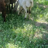 بره