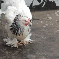 مرغ برهما