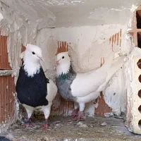 طوقی|پرنده|کارزان, |دیوار