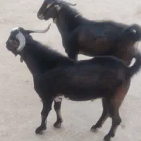 کهره نری
