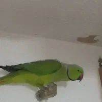 طوطی ملنگو جفت مولد کار داده