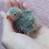 جوجه کوتوله برزیلی سرلای نوک قرمز