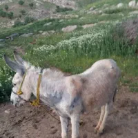 نرخر به شرط بار و مادیان پر