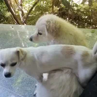 سگ گمشده