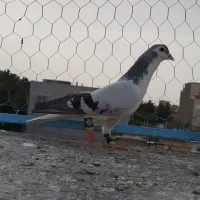 کبوتر ساده امری نر قلدور