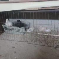 جفت نر ماده با جوجه معاوضه با کفتر افغان