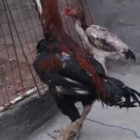 لاری|حیوانات مزرعه|کرمانشاه, |دیوار
